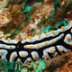 Image for article titled Striking Photographs Of Sea Slugs Expose The Alien World Under the Sea